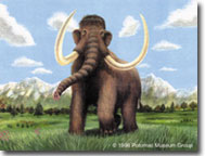 Wooly mammoth Painting for a traveling museum exhibit, &nbsp;&copy; Potomac Museum Group